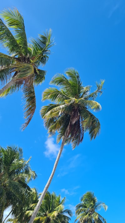 Green palm trees under the blue sky during the day
